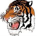 Tiger face 